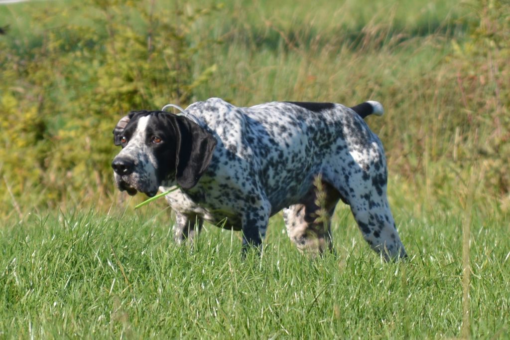 Pako des Rives de Doucelle